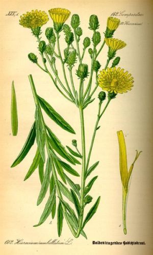 Accipitrina - Hieracium umbellatum - Ястребинка зонтиковидная